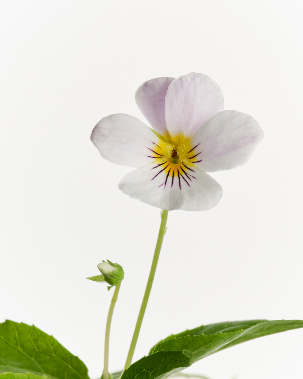SRC_847E90B9B6497B8A Glossier You Doux